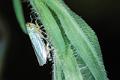 cicadella viridis